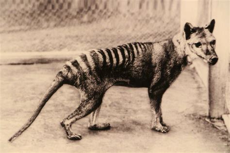 People Have Reportedly Spotted The Tasmanian Tiger 80 Years After Its Extinction