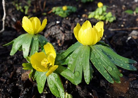 Urban Pollinators: Early spring flowers for pollinators