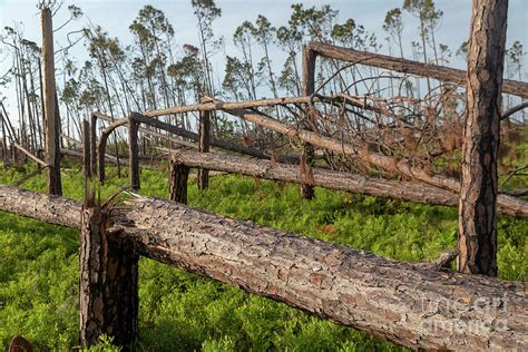 Hurricane Michael Aftermath Photograph by Jim West/science Photo Library - Fine Art America