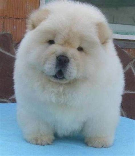 chusky puppies for sale - Google Search | Chow chow puppy, Cute dogs, Cute dogs breeds