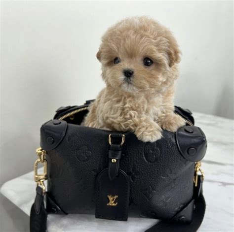 Teacup Maltipoo Full Grown (Size & Age Fully Grown)