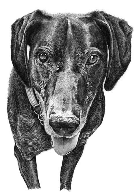 Pencil Drawing of Dog | Pencil Sketch Portraits