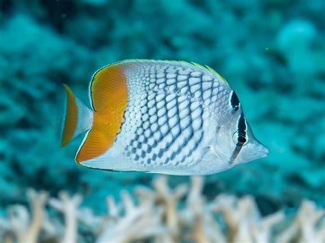 Are Pearlscale Butterflyfish Reef Safe?