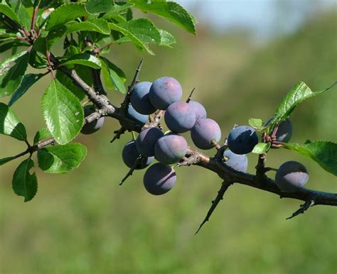 Blackthorn - planting, pruning and harvesting sloes at just the right moment