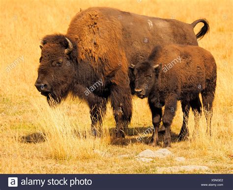 American Bison Calf Yellowstone National Stock Photos & American Bison ...