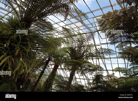 Inside the glasshouse of the Royal Botanical Garden Edinburgh (RBGE) - Inverleith - Edinburgh ...