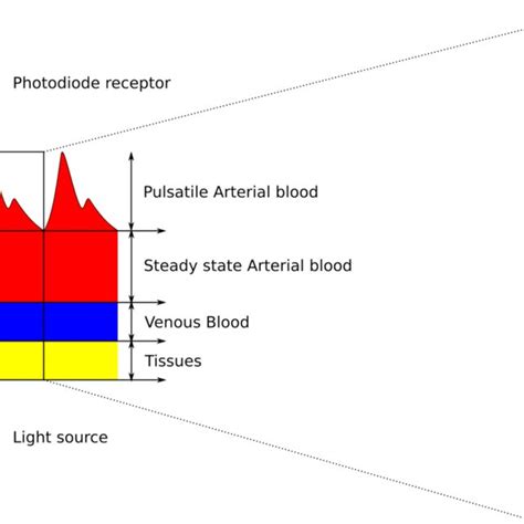 Photoplethysmography signal components and definition of studied ...