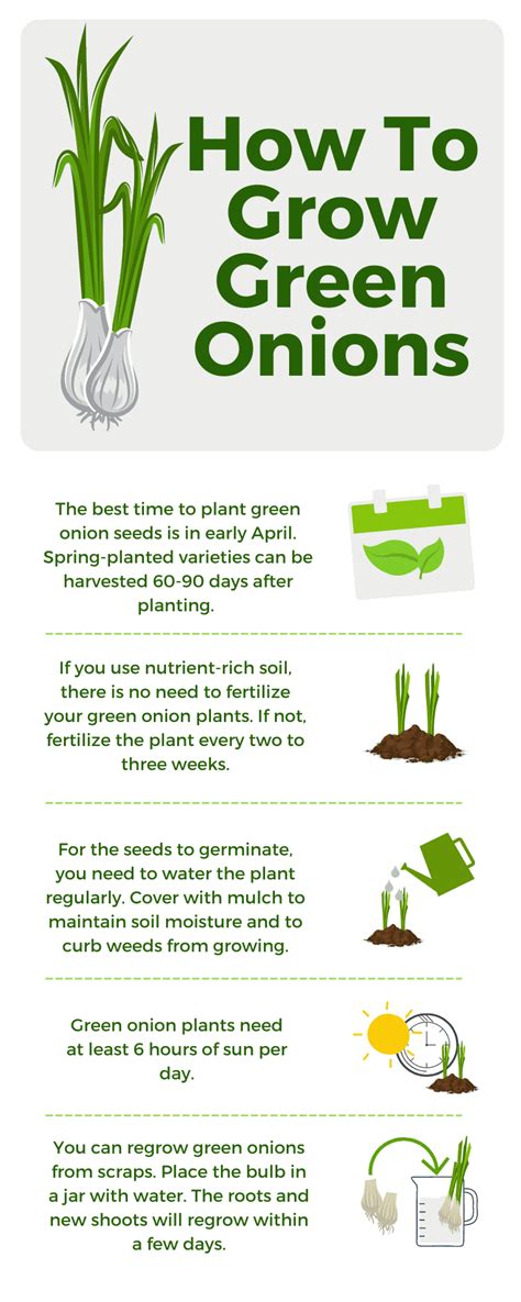 How To Grow Green Onions | Harper's Nurseries