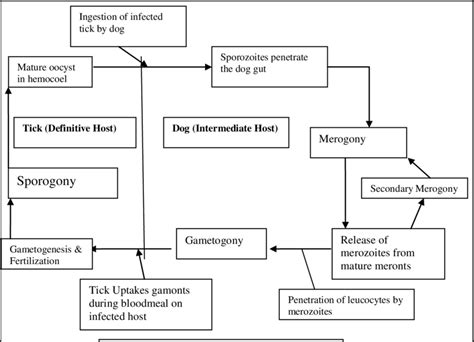 Fig. Life Cycle of Hepatozoon spp. | Download Scientific Diagram