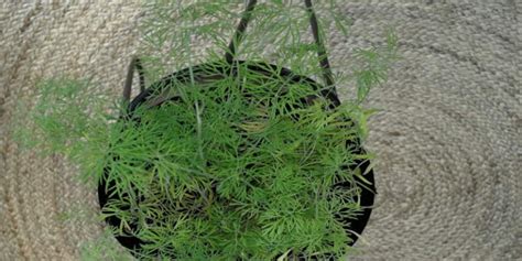 Growing dill: Complete guide from seed to harvest - Nordic Lavender