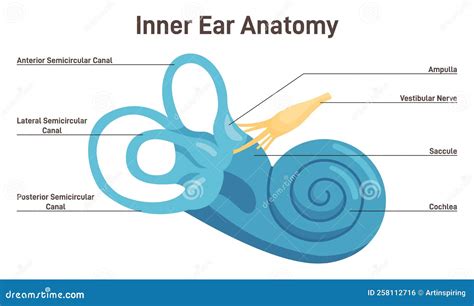 Inner Ear Anatomy. Vestibular System Organ. Membranous Labyrinth Vector ...