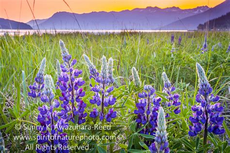 Sunny in Wilderness: Lupine Field - Turnagain Arm, Alaska