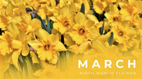 March Birth Flower: Daffodil