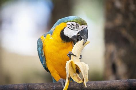 Wild Birds Eat Bananas - unique rare bird