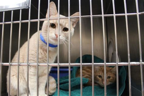 Cat-astrophe at Cobb animal shelter as orphan felines surpass cage capacity | News | mdjonline.com