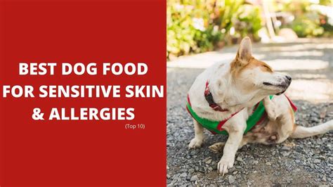 Top 10 Best Dog Food For Sensitive Skin & Allergies 2023 - Dog Fluffy