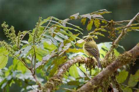 Yellowish flycatcher | Seen in the cloud forest of Costa Ric… | David Brossard | Flickr