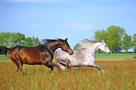 Miniature Horse vs. Pony: What's the Difference? | HubPages