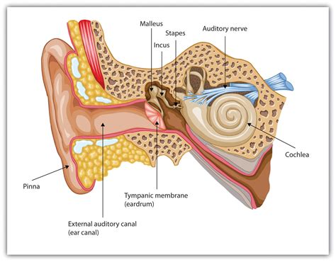 Middle Ear Ossicles