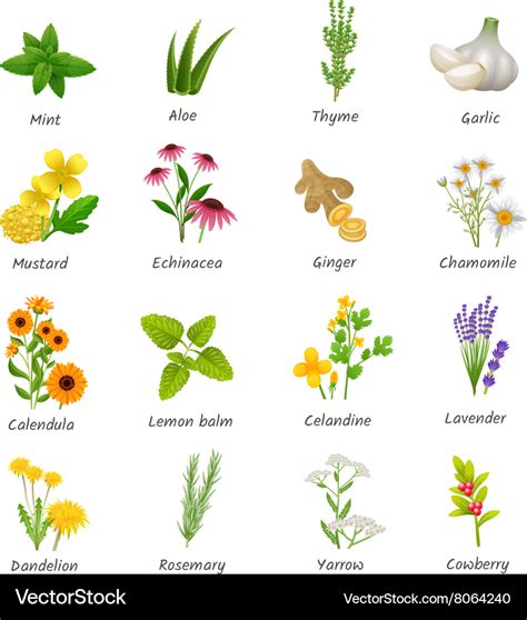 Medicinal herbs plants flat icons set Royalty Free Vector