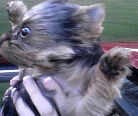 Funny Flying Dog Faces (50 pics + 1 gif) - Izismile.com