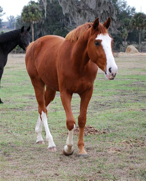 Chestnut Horse by CompassLogicStock on DeviantArt