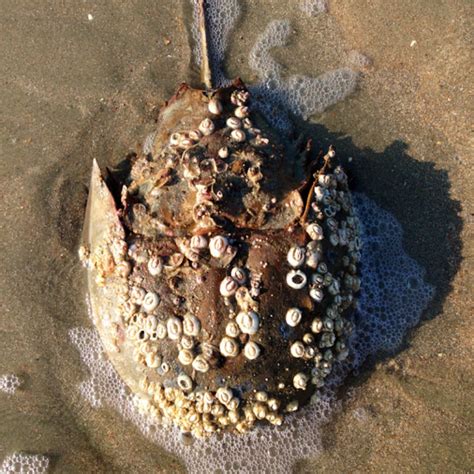 Atlantic Horseshoe Crab covered in barnacles | Project Noah