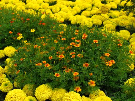 File:Tagetes in flowerbed border 02.JPG - Wikimedia Commons