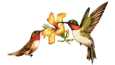 Hummingbird Clipart | Free download on ClipArtMag