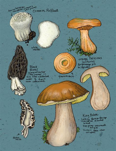 Mushrooms for Winter Gatherings | Edible Alaska