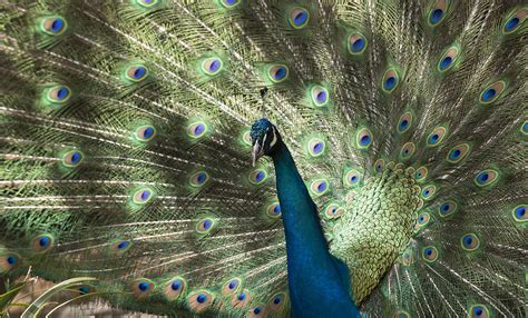 Common peafowl | Smithsonian's National Zoo and Conservation Biology ...