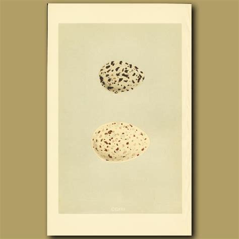 Caspian Tern And Sandwich Tern Eggs. Genuine antique print for sale.