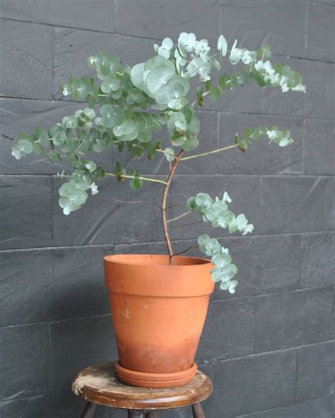 Eucalyptus "True Blue" Tropical House Plants, Home Garden Plants, Patio Plants, House Plants ...