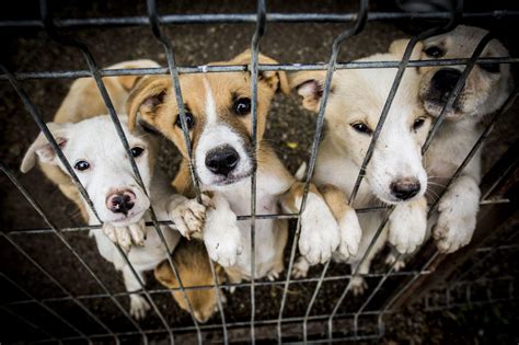 Puppy Mills and the Puppy Trade - FOUR PAWS in US - Global Animal Protection Organization