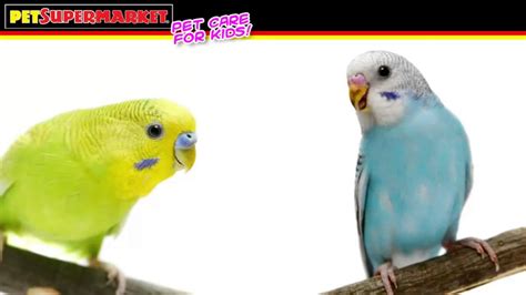 Budgie Care Training for Kids - YouTube