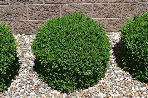 Image result for japanese boxwood shrub | Boxwood landscaping, Hedges landscaping, Evergreen plants