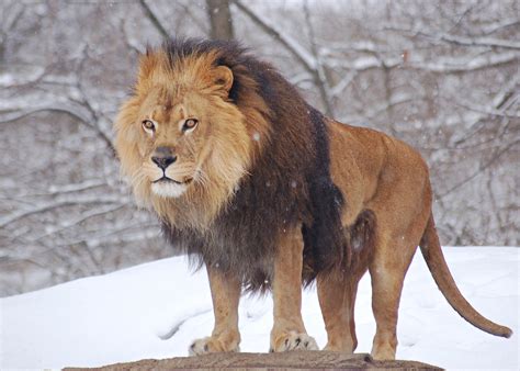 Animals Zoo Park: African Lions Images - Lions Pictures