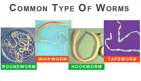 Types Of Parasitic Worms