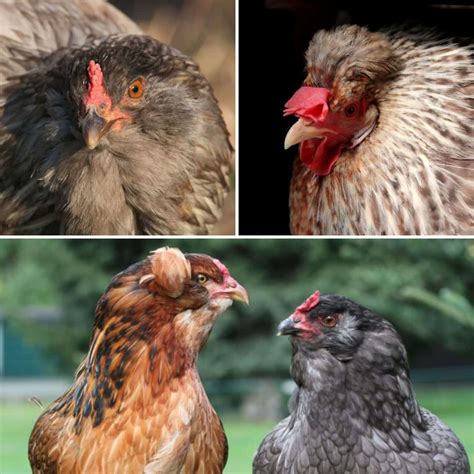 These 10 Chicken Breeds Lay Blue Eggs