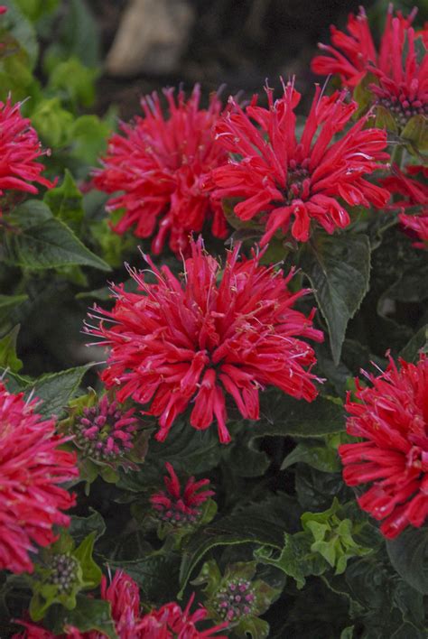 'Pardon My Cerise' - Bee Balm - Monarda didyma | Proven Winners