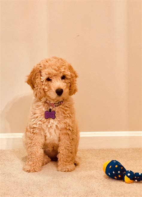 I ️ posing! And I ️ my mini double doodle! | Double doodle, Puppies, Golden retriever