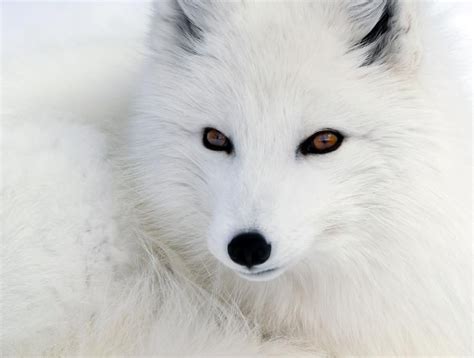 arctic fox | Animals, Animals beautiful, Animals wild