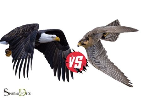 Eagle Vs Falcon Spiritual Meaning: Understanding Symbolism