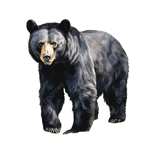 Black Bear Wildlife Animal Watercolor Illustration, Black Bear, Animal, Wildlife PNG Transparent ...