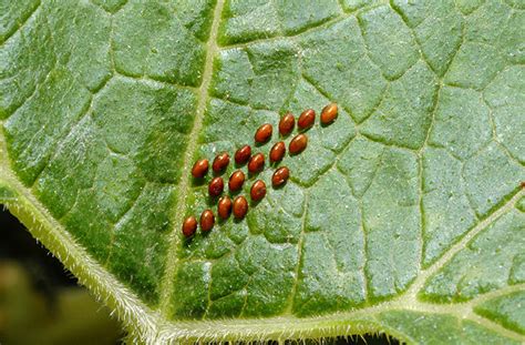 Squash Bug Prevention | Organic Control | joe gardener®