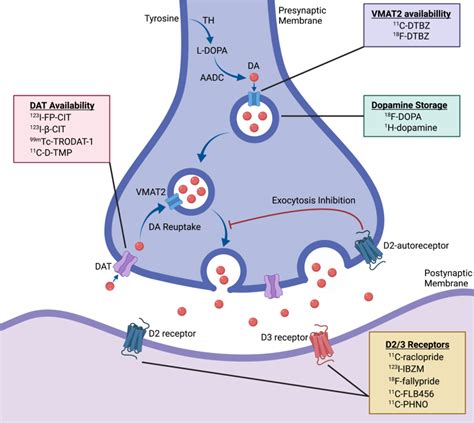 A scheme of dopamine synthesis pathway and radiotracers for ...