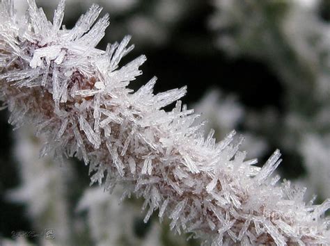 Ice Crystal Formation Along A Twig Photograph by J McCombie