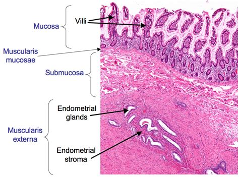 HistoQuarterly: ENDOMETRIUM | Histology Blog