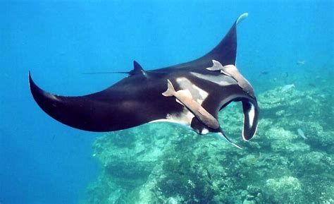 Manta Ray | Animal Wildlife