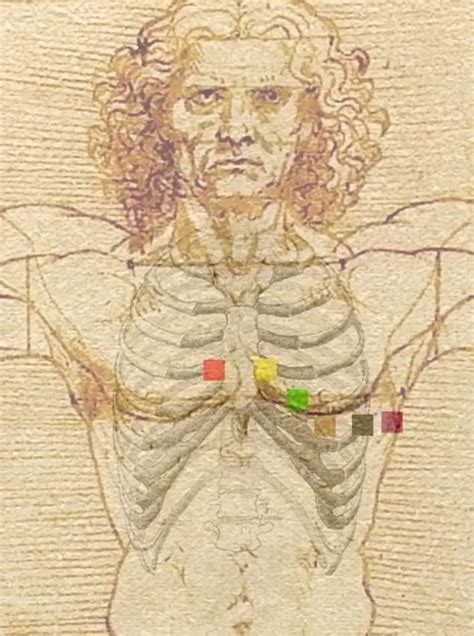 Thoracic Diaphragm Facts | Function | Insertion